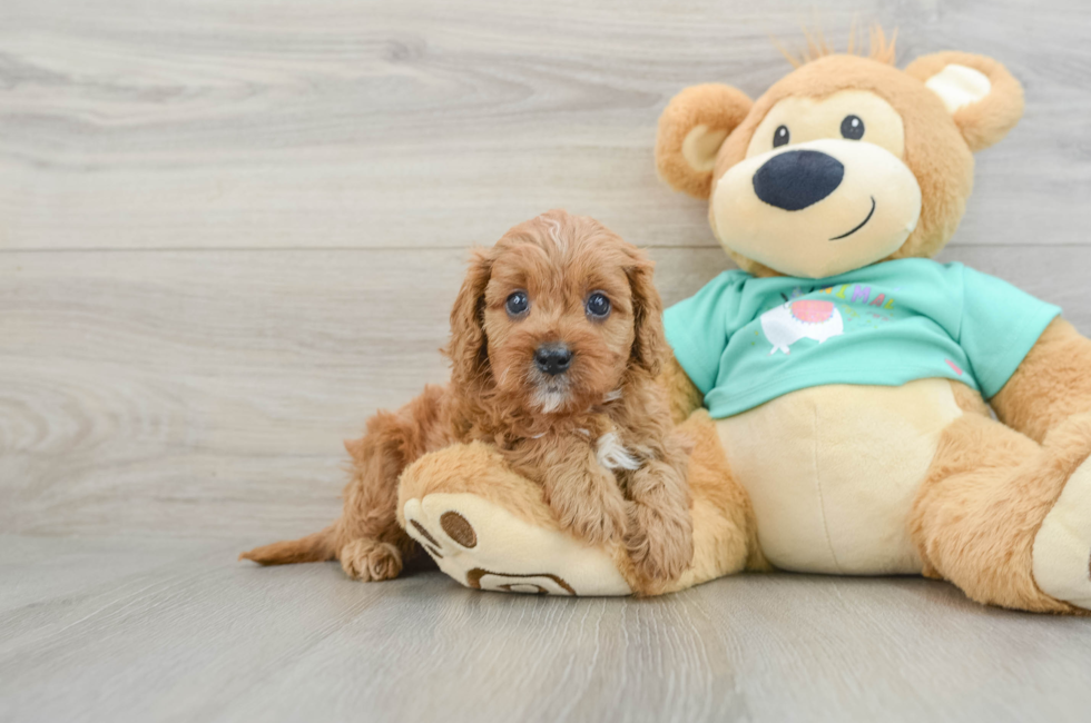 7 week old Cavapoo Puppy For Sale - Simply Southern Pups