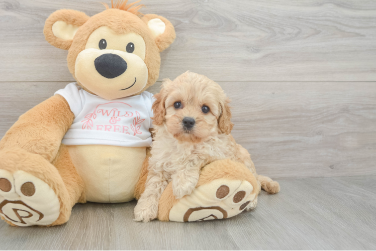 Petite Cavapoo Poodle Mix Pup