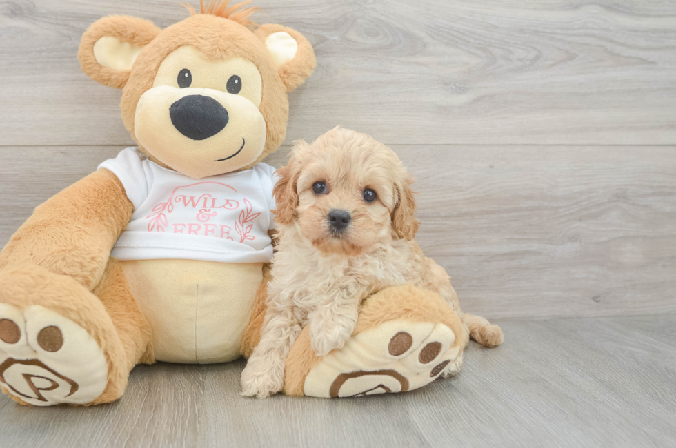 6 week old Cavapoo Puppy For Sale - Simply Southern Pups