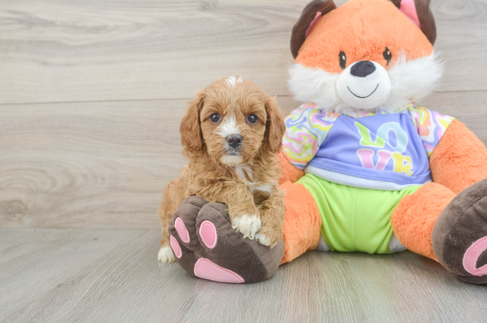 5 week old Cavapoo Puppy For Sale - Simply Southern Pups