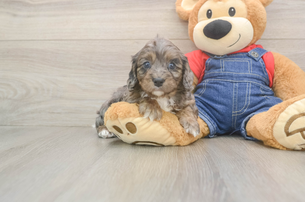 6 week old Cavapoo Puppy For Sale - Simply Southern Pups