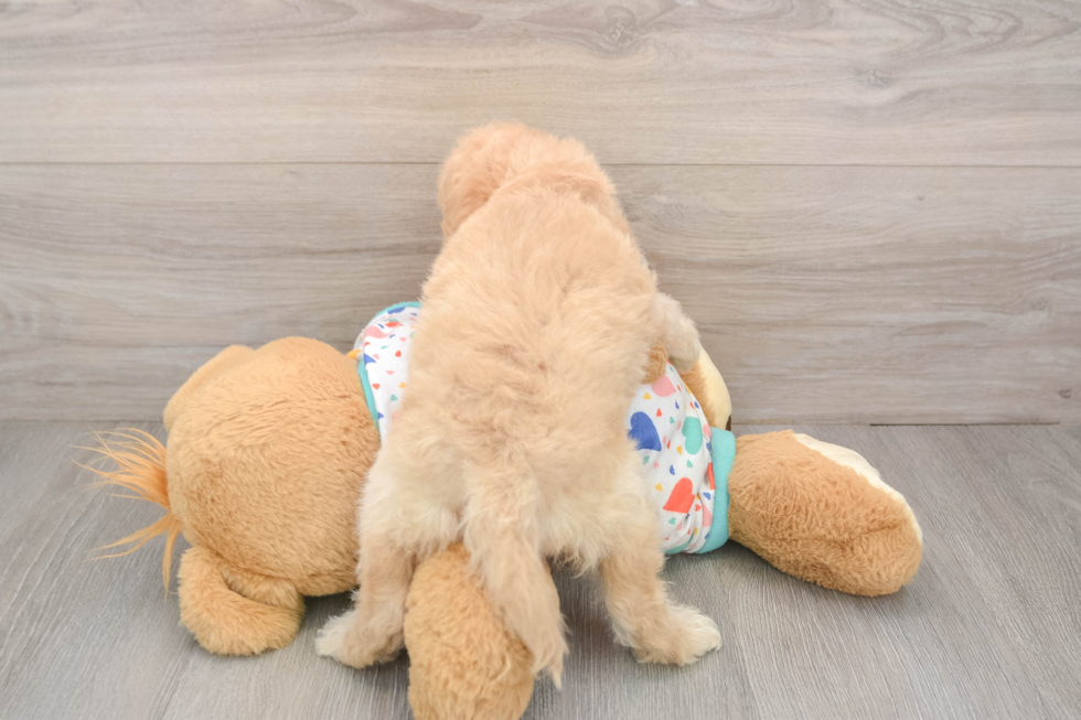 Cavapoo Pup Being Cute