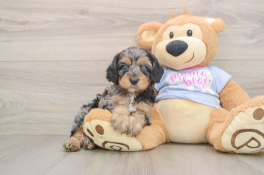 Cavapoo Pup Being Cute