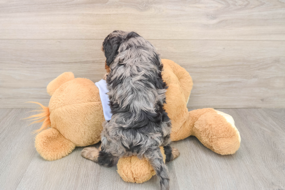 Cavapoo Pup Being Cute