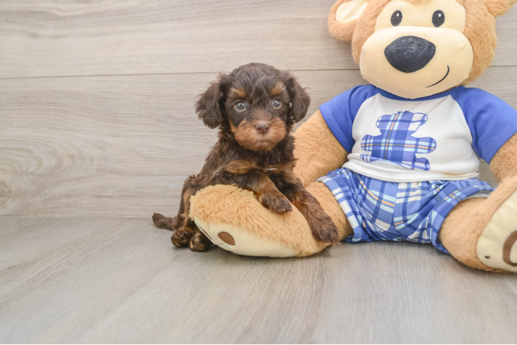 Adorable Cavalier King Charles Spaniel and Poodle Mix Poodle Mix Puppy