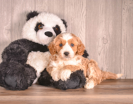 8 week old Cavapoo Puppy For Sale - Simply Southern Pups