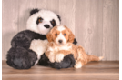 Best Cavapoo Baby