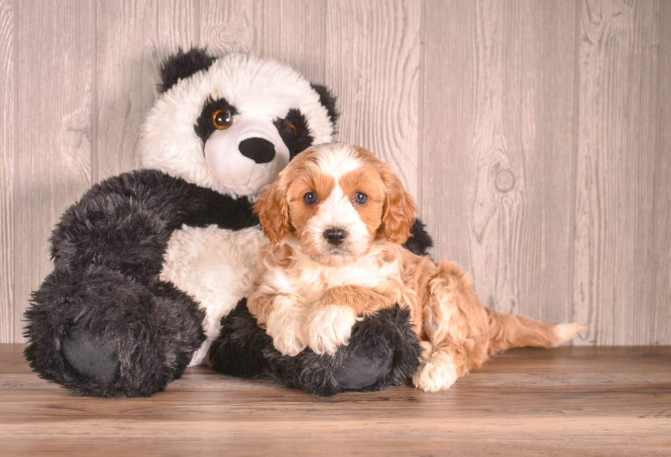 Best Cavapoo Baby