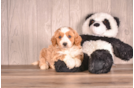 Cavapoo Pup Being Cute