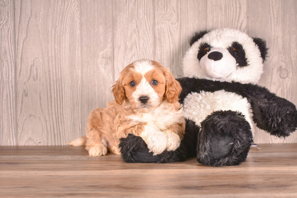 Cavapoo Pup Being Cute