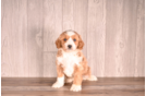 Cavapoo Puppy for Adoption