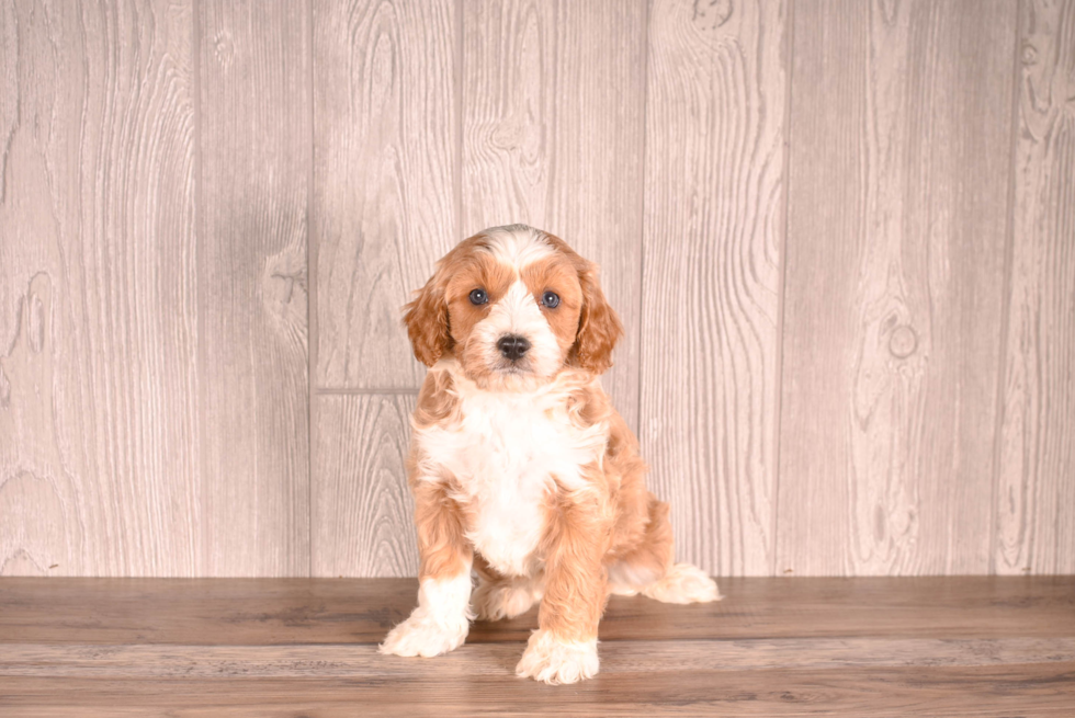 Cavapoo Puppy for Adoption