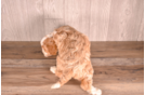 Cute Cavapoodle Poodle Mix Puppy