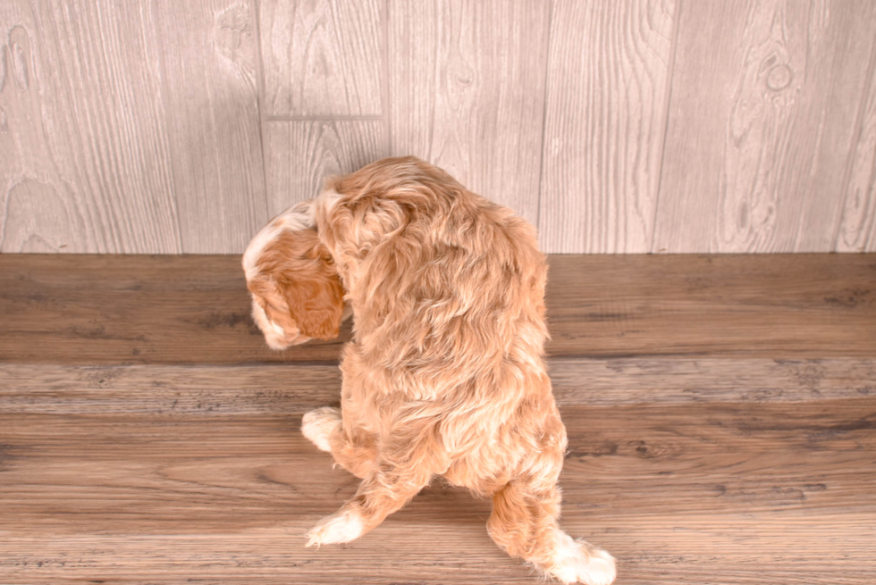 Cute Cavapoodle Poodle Mix Puppy