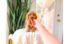 Best Cavapoo Baby