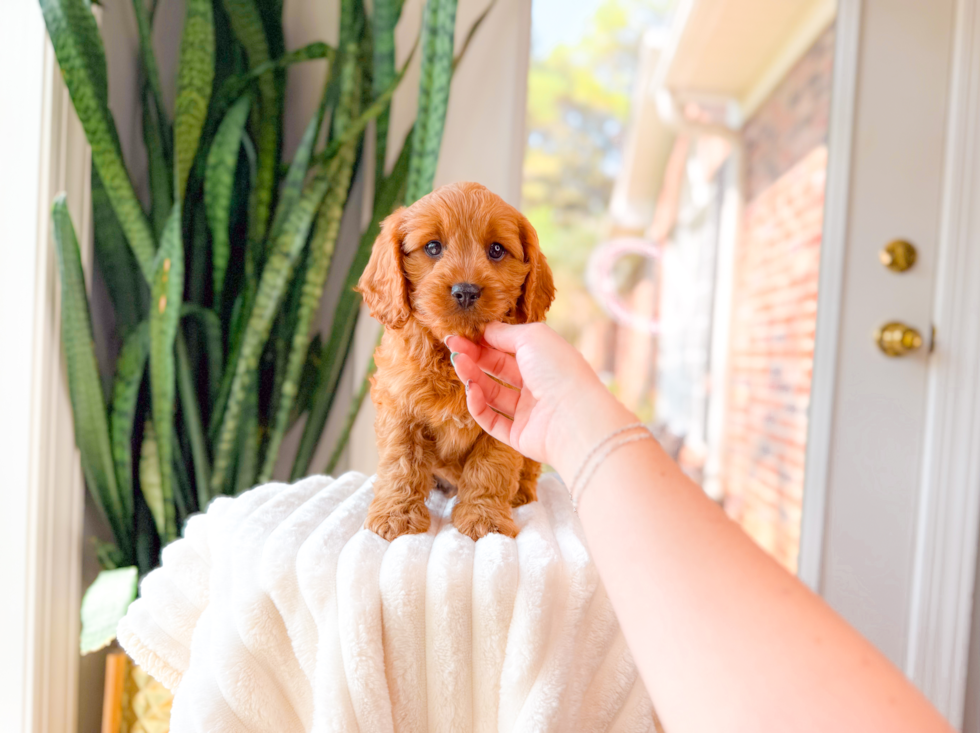 Best Cavapoo Baby