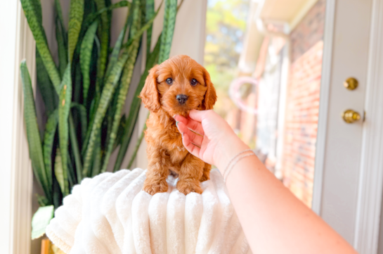 Best Cavapoo Baby