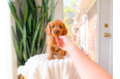 Best Cavapoo Baby