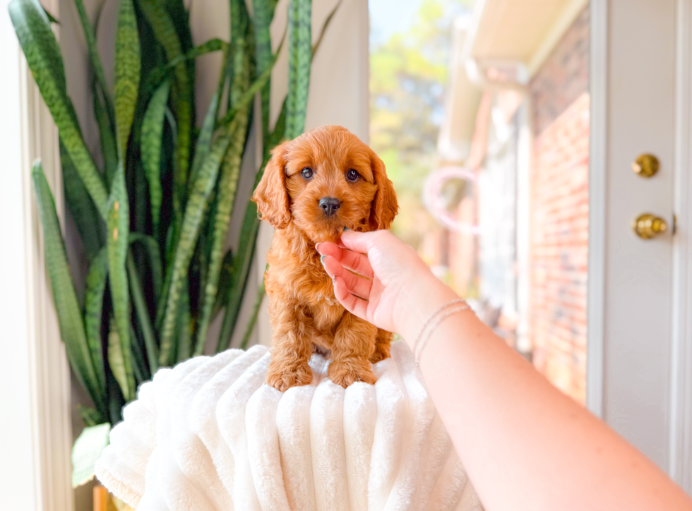 Best Cavapoo Baby