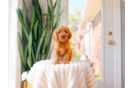 Cavapoo Puppy for Adoption