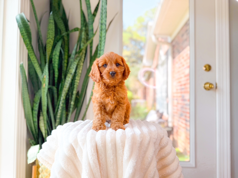 Cavapoo Puppy for Adoption