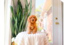 Cute Cavalier King Charles Spaniel and Poodle Mix Poodle Mix Puppy