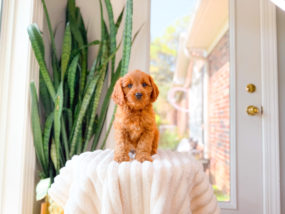 Cute Cavalier King Charles Spaniel and Poodle Mix Poodle Mix Puppy