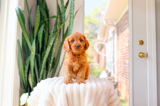 Cute Cavalier King Charles Spaniel and Poodle Mix Poodle Mix Puppy