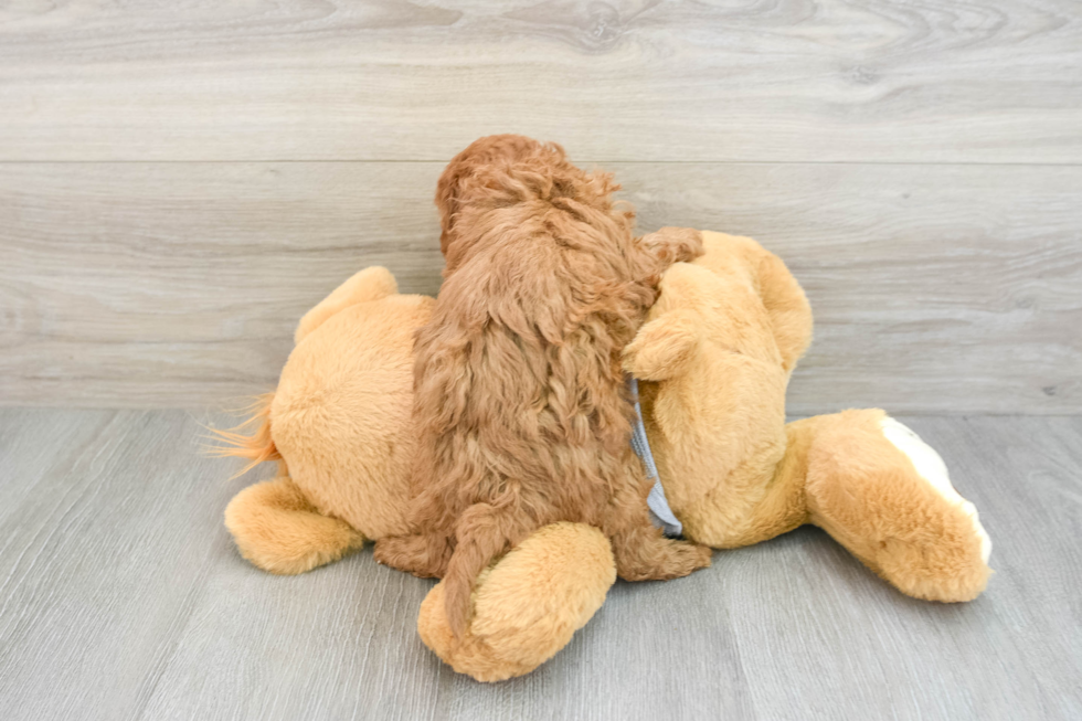 Energetic Cavoodle Poodle Mix Puppy