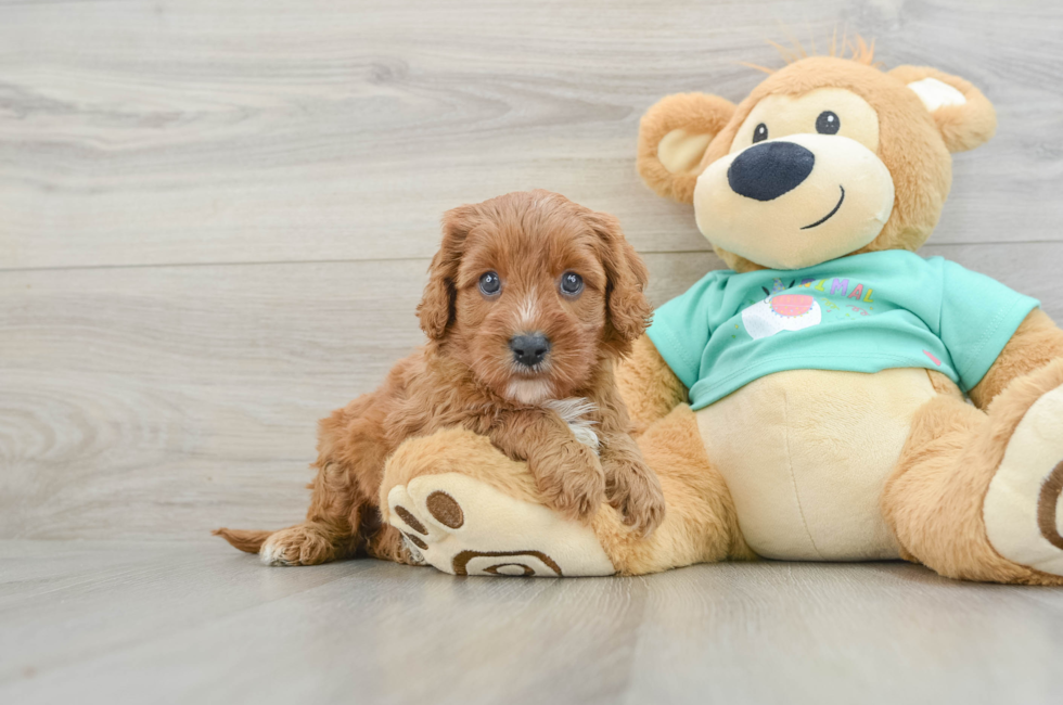 7 week old Cavapoo Puppy For Sale - Simply Southern Pups