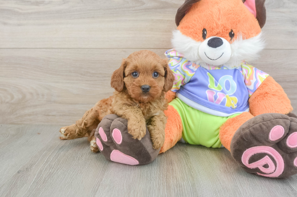 5 week old Cavapoo Puppy For Sale - Simply Southern Pups