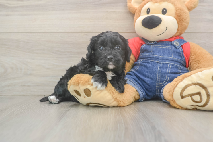 Popular Cavapoo Poodle Mix Pup