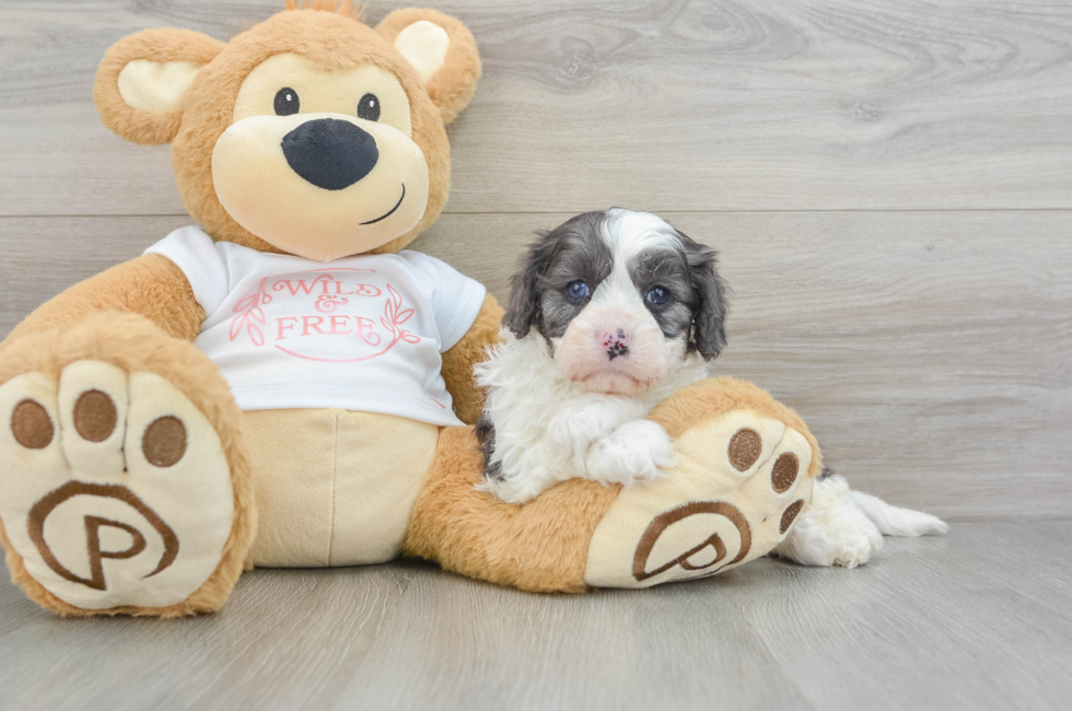 6 week old Cavapoo Puppy For Sale - Simply Southern Pups