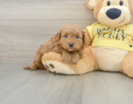 8 week old Cavapoo Puppy For Sale - Simply Southern Pups