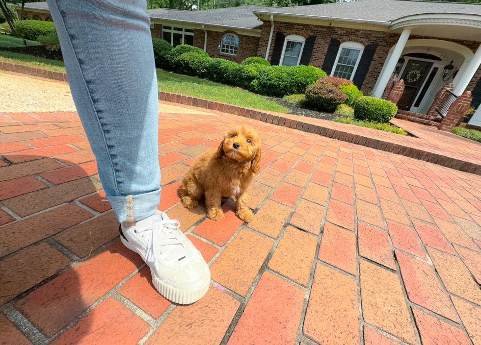 Cute Cavoodle Poodle Mix Puppy
