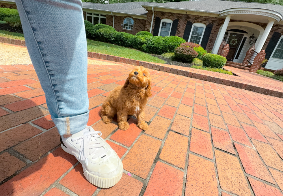 Best Cavapoo Baby
