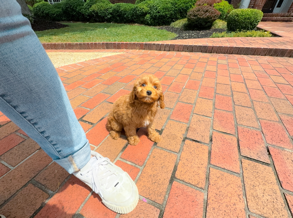 Cavapoo Puppy for Adoption