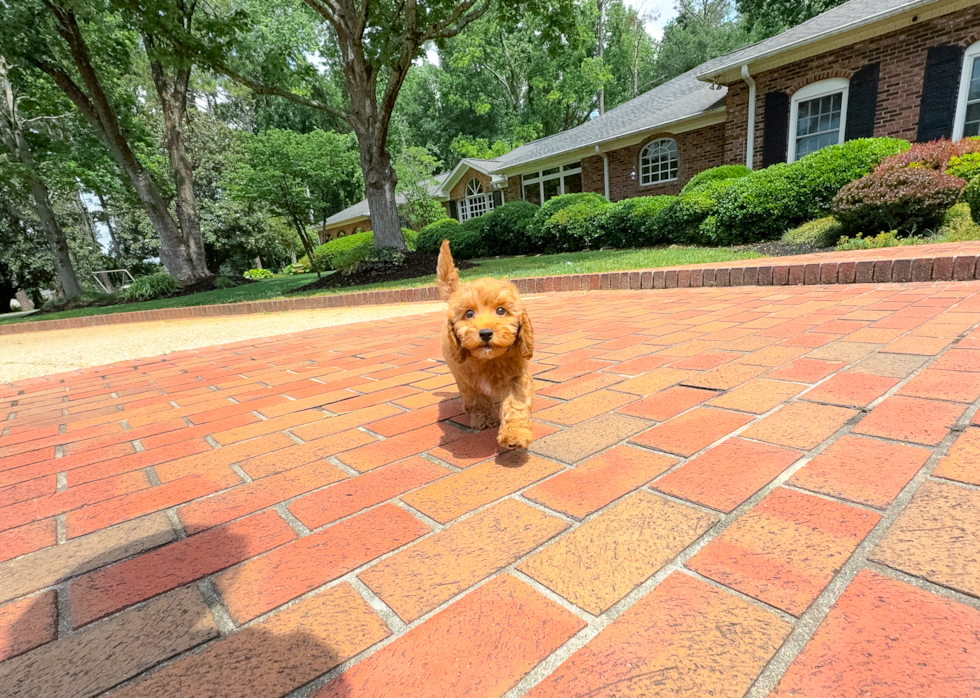 Cavapoo Pup Being Cute