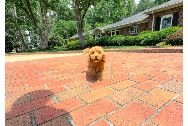 Cavapoo Pup Being Cute