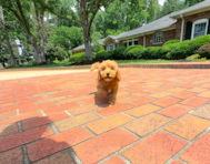 9 week old Cavapoo Puppy For Sale - Simply Southern Pups