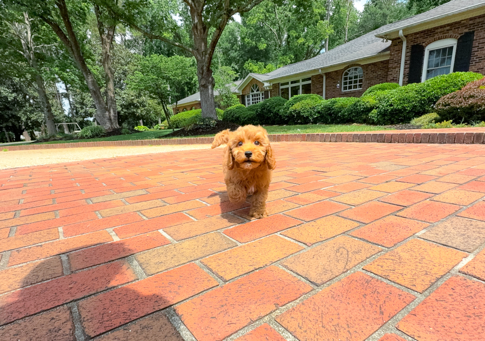 Cavapoo Pup Being Cute