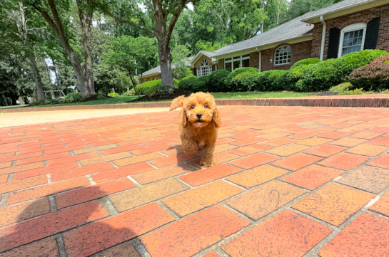 Cavapoo Pup Being Cute