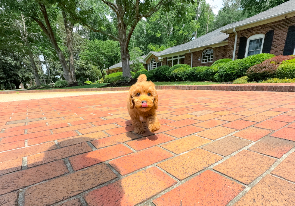 Cute Cavoodle Poodle Mix Puppy
