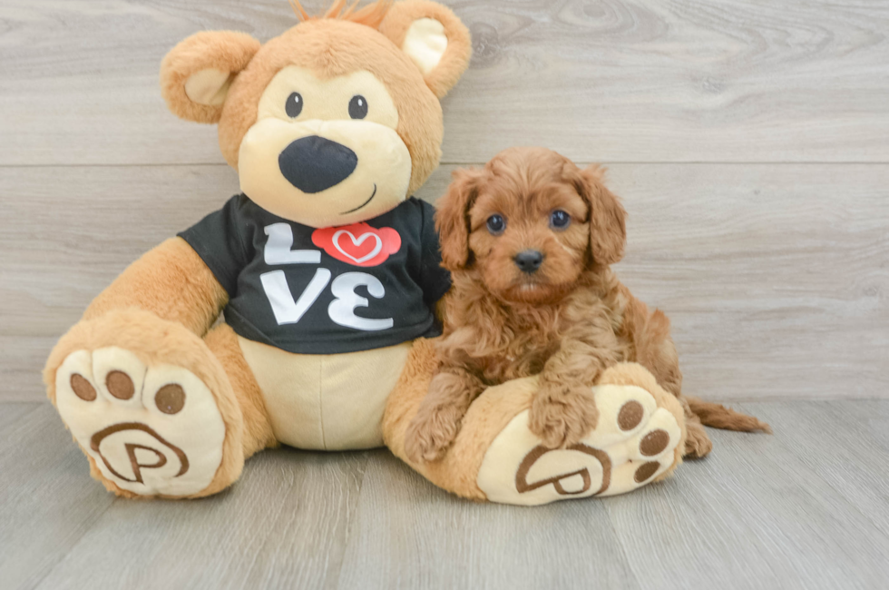 6 week old Cavapoo Puppy For Sale - Simply Southern Pups