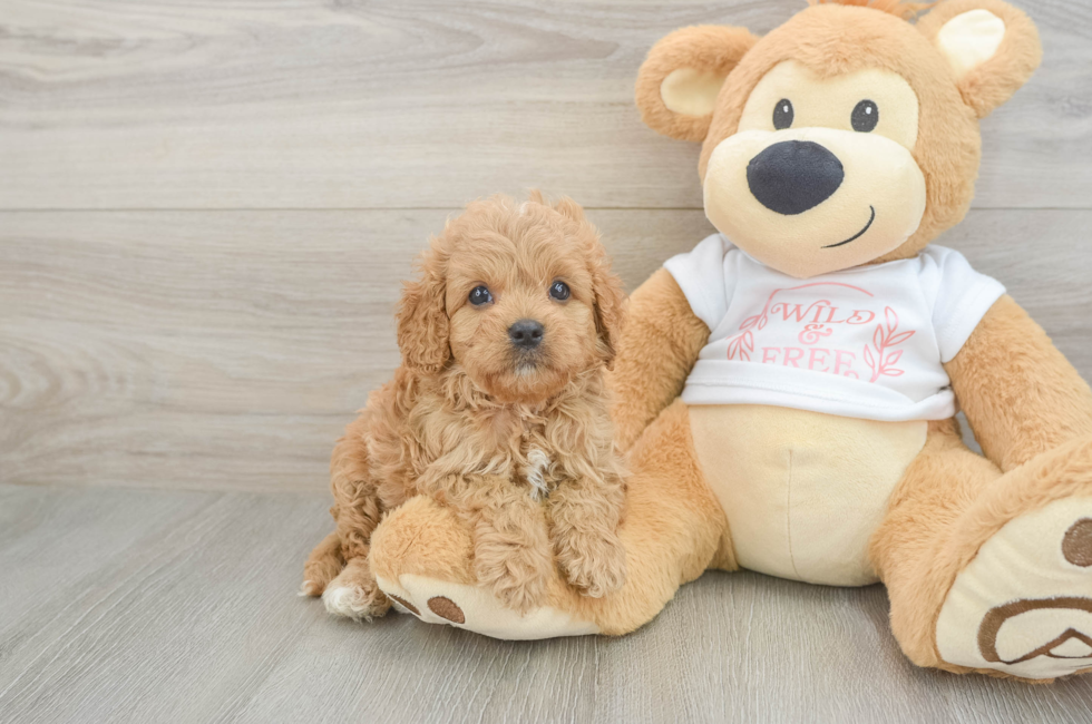 6 week old Cavapoo Puppy For Sale - Simply Southern Pups