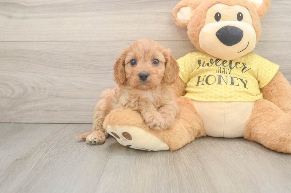 6 week old Cavapoo Puppy For Sale - Simply Southern Pups