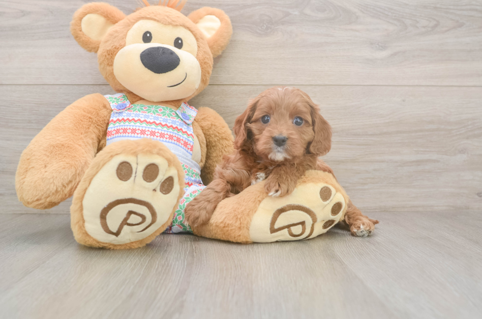 5 week old Cavapoo Puppy For Sale - Simply Southern Pups