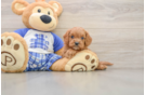 Cavapoo Puppy for Adoption