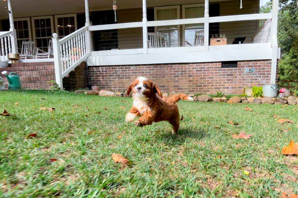 8 week old Cavapoo Puppy For Sale - Simply Southern Pups