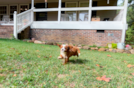 Cavapoo Puppy for Adoption